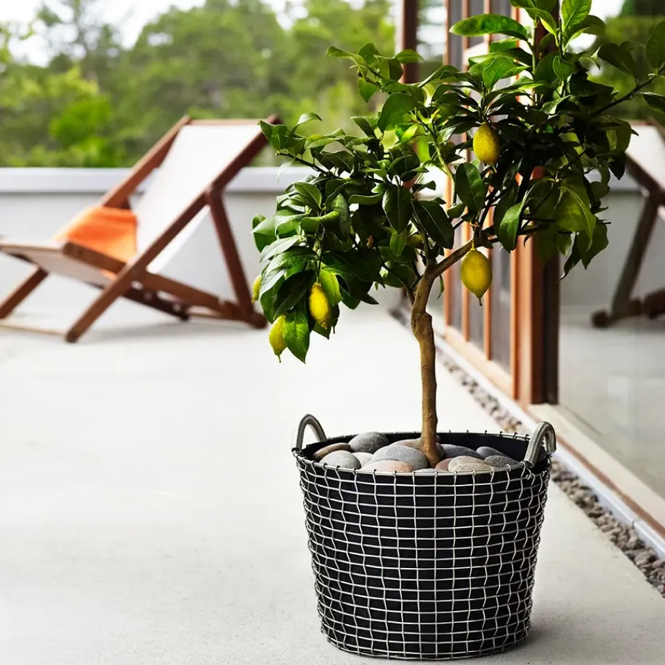 Sale KORBO Cesta de alambre Classic 24, acero galvanizado Plateado