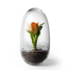 New Design House Stockholm Invernadero Grow, Medium ø11 cm Transparente