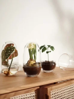 New Design House Stockholm Invernadero Grow, Medium ø11 cm Transparente