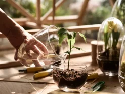 New Design House Stockholm Invernadero Grow, Medium ø11 cm Transparente
