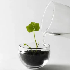 Design House Stockholm Invernadero Grow, Pequeño ø8 cm Transparente