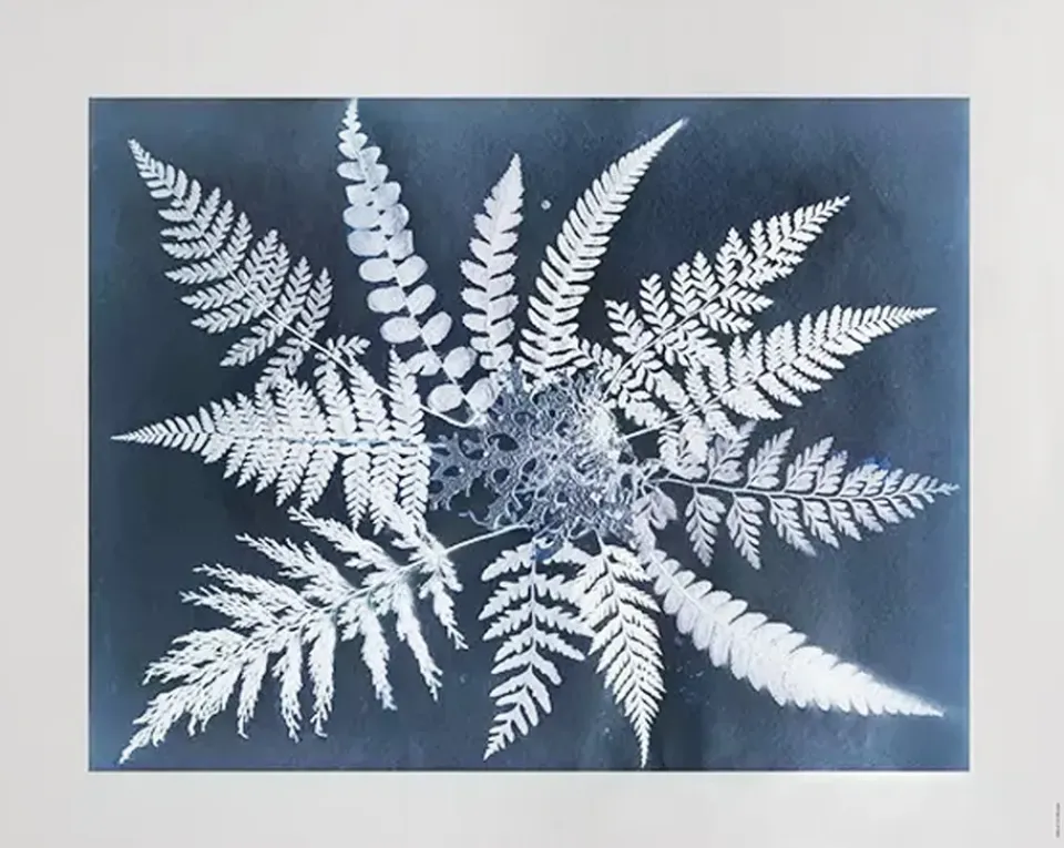 New Fine Little Day Lámina Fern star, 40x50 cm NegroBlanco