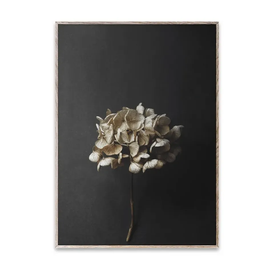 Discount Paper Collective Lámina Still Life 04 Hydrangea, 30x40 cm Color doradoNegro
