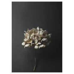 Paper Collective Lámina Still Life 04 Hydrangea, 50x70 cm Negro