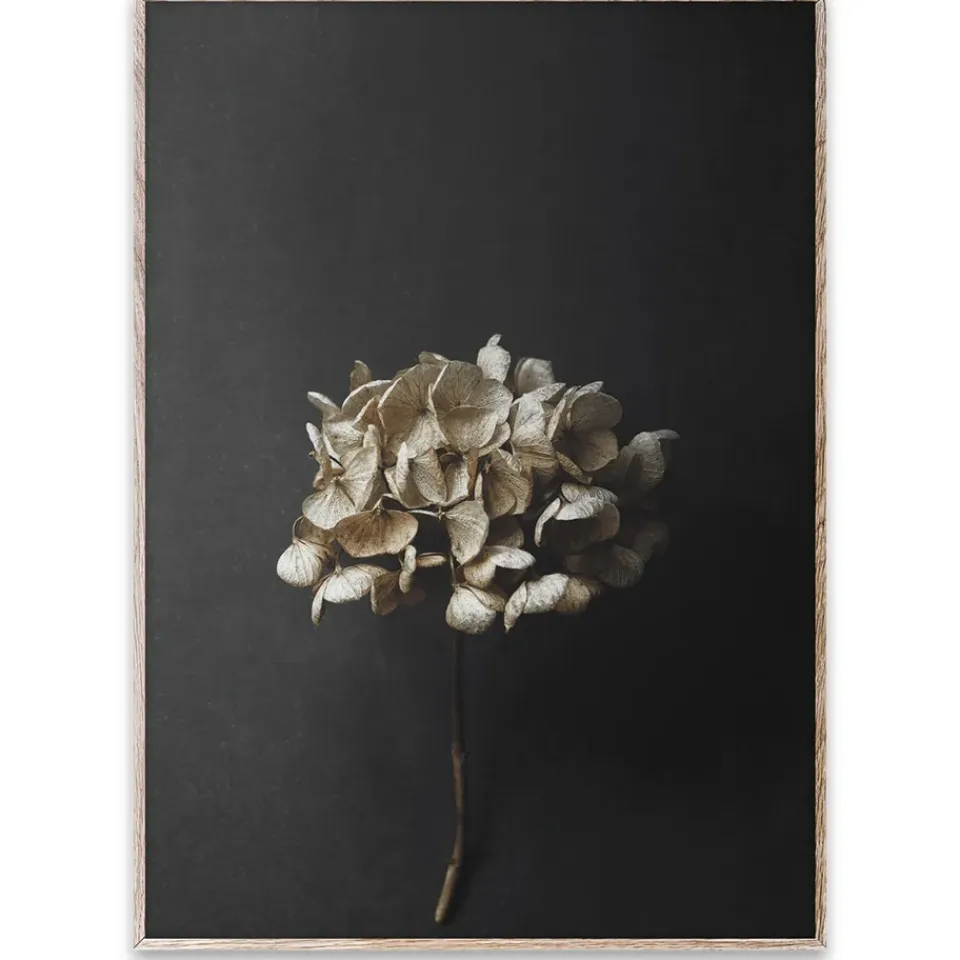 Paper Collective Lámina Still Life 04 Hydrangea, 50x70 cm Negro