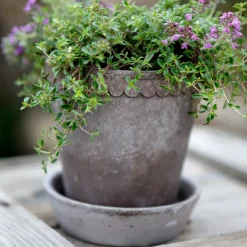 Bergs Potter Maceta Helena Ø10 cm, Gris