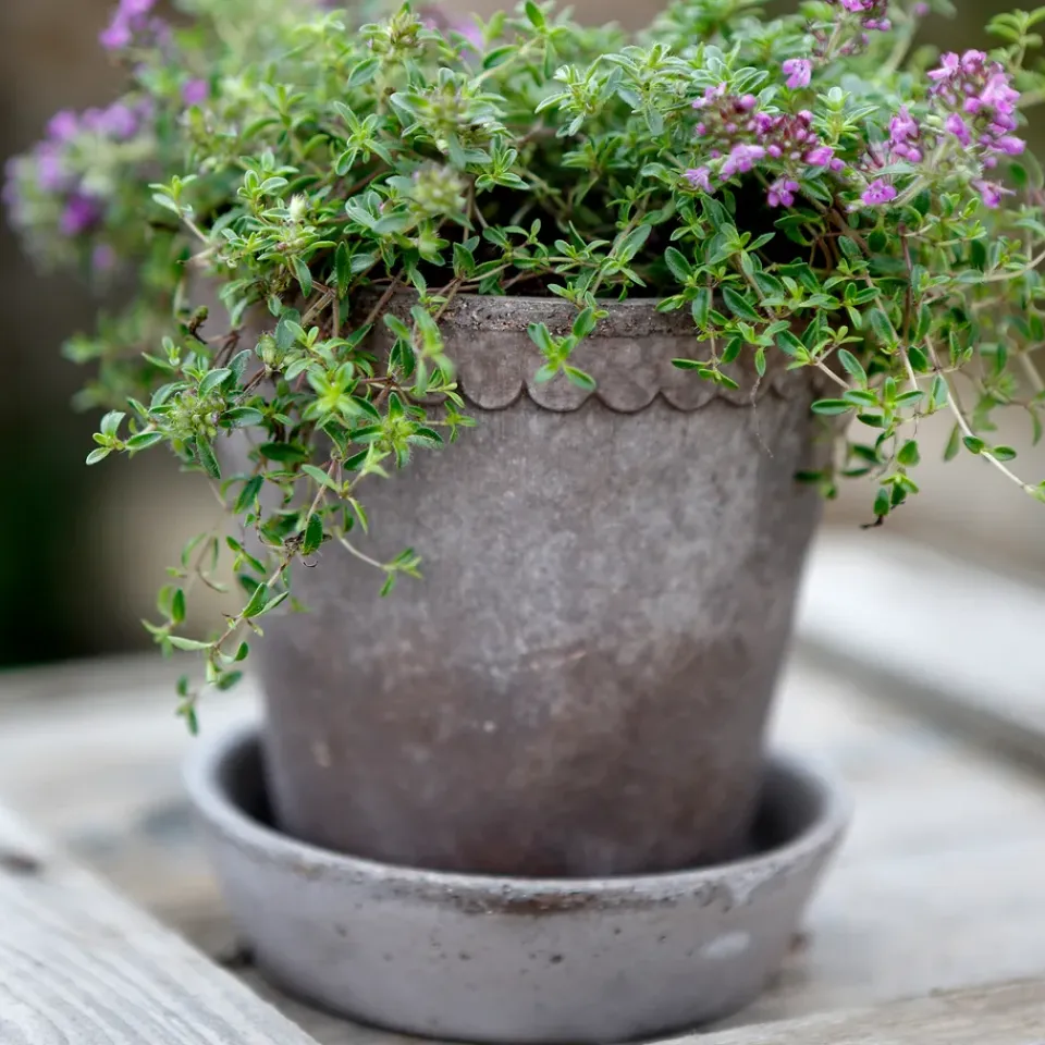 Bergs Potter Maceta Helena Ø10 cm, Gris