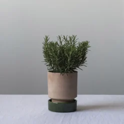 New Bergs Potter Maceta Hoff, Ø14 cm, Raw Rosa-Emerald Green RosaVerde