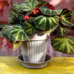 Discount Bergs Potter Maceta Simona Ø18 cm, Gris