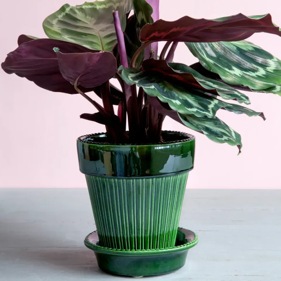 Sale Bergs Potter Maceta Simona esmaltada Ø16 cm, Verde