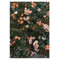 Online Fine Little Day Póster Rose, 70 x 100 cm Multi