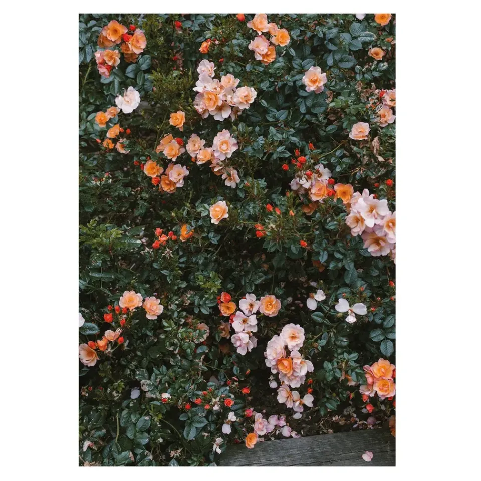 Online Fine Little Day Póster Rose, 70 x 100 cm Multi