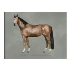 Outlet Kunskapstavlan® Póster The anatomy of the horse, 30x40 cm Multi