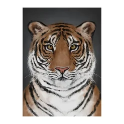 Outlet Kunskapstavlan® Póster Tiger, 30x40 cm Multi